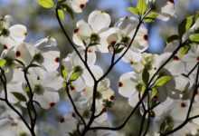 dogwood, nature, horn shrub