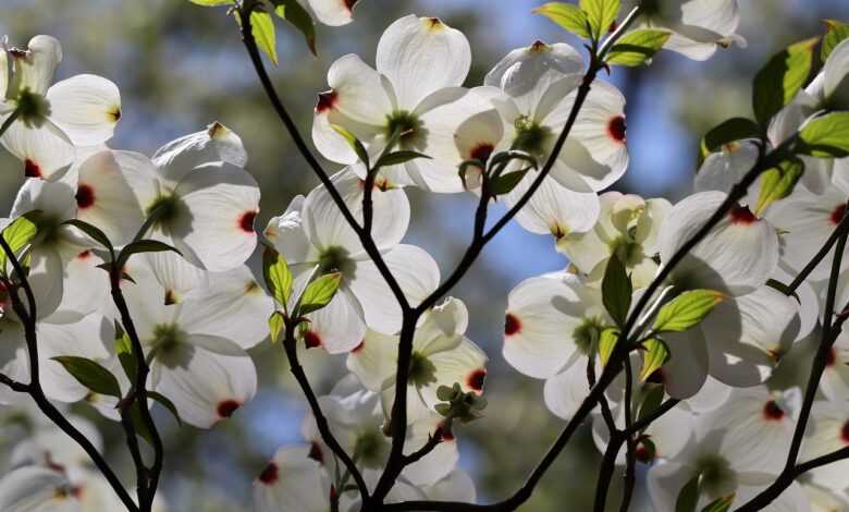 dogwood, nature, horn shrub