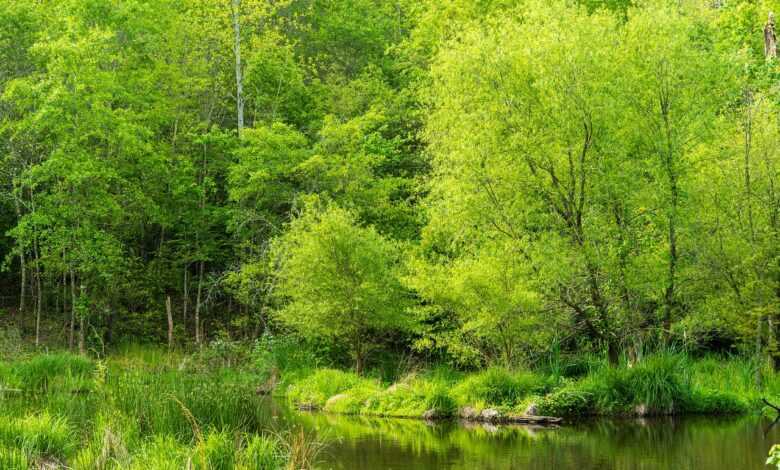 wetlands, wetland conservation, spring marsh, wetland, swamp, nature, landscape, moor, moorland, swampy, water, pond, spring trees, conservation area, environmental protection, green spring, green water, green landscape, wetlands, wetlands, wetlands, wetland, wetland, wetland, wetland, wetland, swamp, moor, moorland, conservation area, conservation area, conservation area