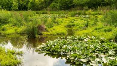 wetlands, wetland protection, wetland conservation, swamp, pond, nature, water, marsh, landscape, moor, moorland, conservation area, environment protection, wetlands, wetlands, wetlands, wetlands, wetlands, marsh, marsh