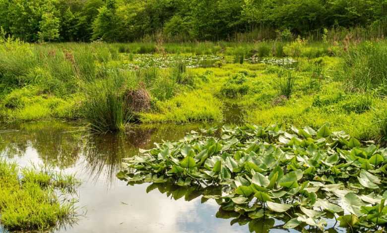 wetlands, wetland protection, wetland conservation, swamp, pond, nature, water, marsh, landscape, moor, moorland, conservation area, environment protection, wetlands, wetlands, wetlands, wetlands, wetlands, marsh, marsh