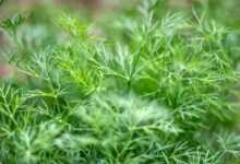 dill, cucumber, dill herb, anethum, umbelliferae, fresh, herb garden, salad seasoning, vitamins, dill, dill, dill, dill, dill