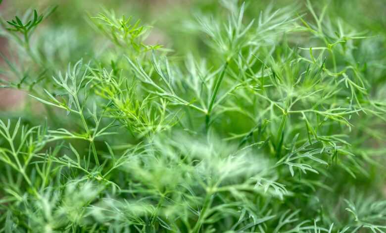 dill, cucumber, dill herb, anethum, umbelliferae, fresh, herb garden, salad seasoning, vitamins, dill, dill, dill, dill, dill
