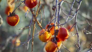 fruits, autumn, persimon