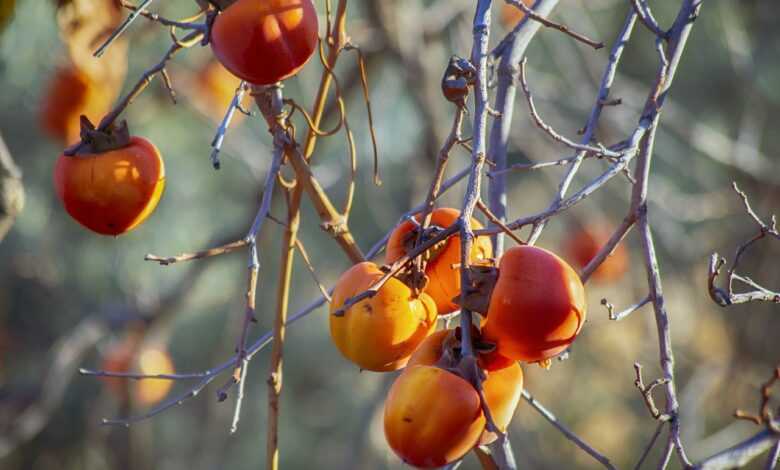 fruits, autumn, persimon