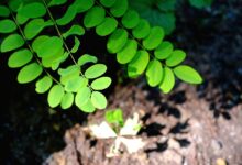 plant, leaf, nature, the shade, romantic, calm, naturally, quiet, silence, green, environment, forest, love of nature, branch, template, leaves, robinia