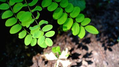 plant, leaf, nature, the shade, romantic, calm, naturally, quiet, silence, green, environment, forest, love of nature, branch, template, leaves, robinia