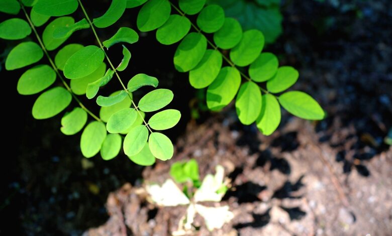 plant, leaf, nature, the shade, romantic, calm, naturally, quiet, silence, green, environment, forest, love of nature, branch, template, leaves, robinia