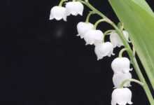 lily of the valley, flower, bells, lucky charm, fragrant, garden, strand, flower background, spring, flower wallpaper, flower wallpaper, nature, beautiful flowers, flower wallpaper, flower wallpaper, flower wallpaper, flower wallpaper