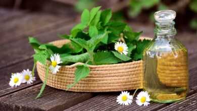 herbs, natural medicine, medicinal herbs, garden herbs, nettle, daisy, greedy, dandelion, herbal oil, oil, medicinal plant, healthy, healing, leaves, nature, health, heal, plant, natural, nettle, nettle, healing, healing, healing, healing, healing