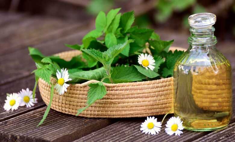 herbs, natural medicine, medicinal herbs, garden herbs, nettle, daisy, greedy, dandelion, herbal oil, oil, medicinal plant, healthy, healing, leaves, nature, health, heal, plant, natural, nettle, nettle, healing, healing, healing, healing, healing