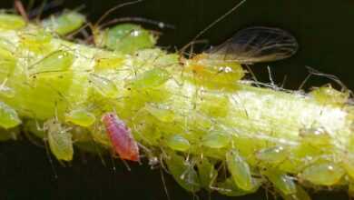 aphid, insects, greenfly, aphid, aphid, aphid, aphid, aphid, greenfly