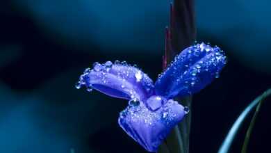 blue flower, petals, dew