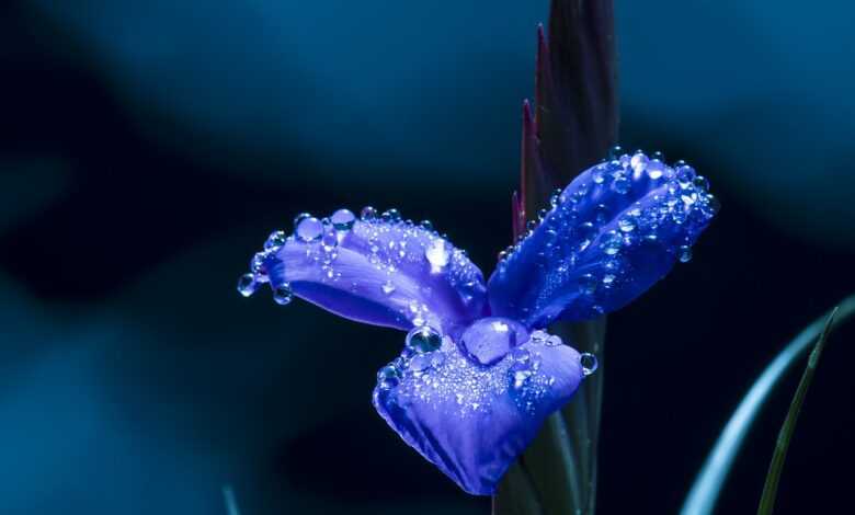 blue flower, petals, dew