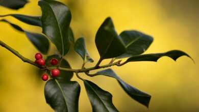 leaves, sprig, nature