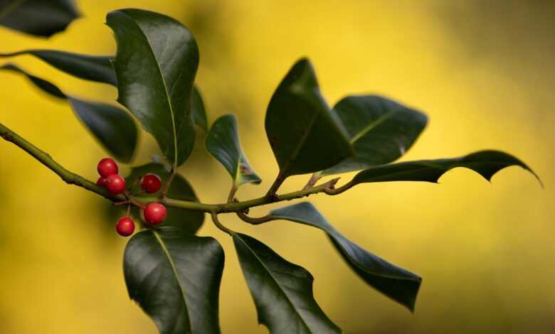 leaves, sprig, nature