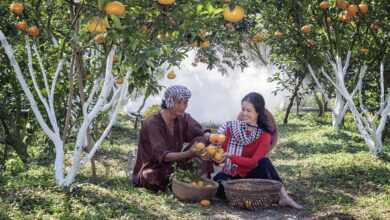 tangerines, orchard, harvesting