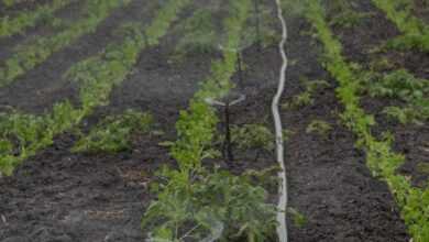 irrigation, agriculture, water