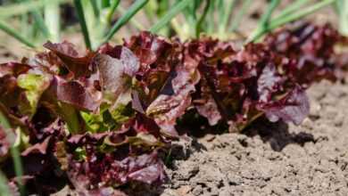 vegetable patch, salad, lettuce