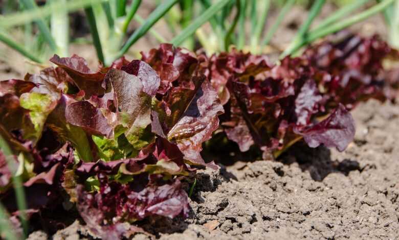 vegetable patch, salad, lettuce