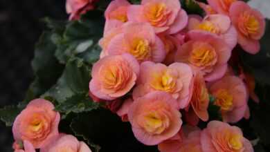 begonia, flowers, pink