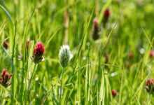 clover, meadow, rose clover, wildflower, grass field, agriculture, flora, legume, clover, legume, legume, legume, legume, legume
