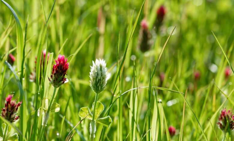 clover, meadow, rose clover, wildflower, grass field, agriculture, flora, legume, clover, legume, legume, legume, legume, legume