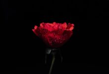 rose, flowers, rose flower, nature, flower wallpaper, flower background, beautiful flowers, red