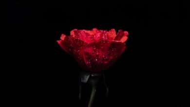 rose, flowers, rose flower, nature, flower wallpaper, flower background, beautiful flowers, red