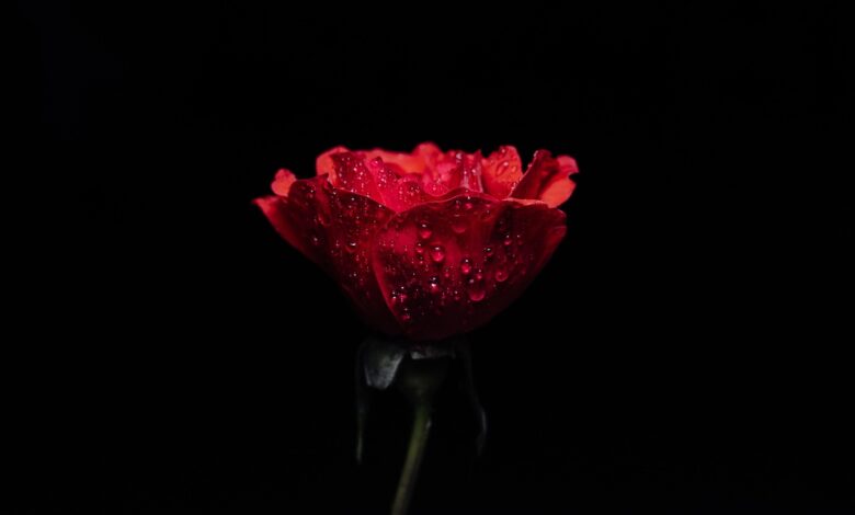 rose, flowers, rose flower, nature, flower wallpaper, flower background, beautiful flowers, red