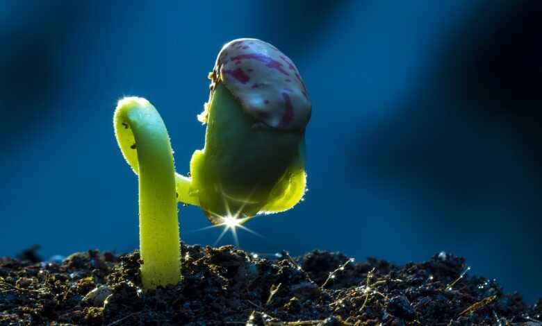 nature, bud, spring