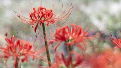 red spider lily, flowers, beautiful flowers