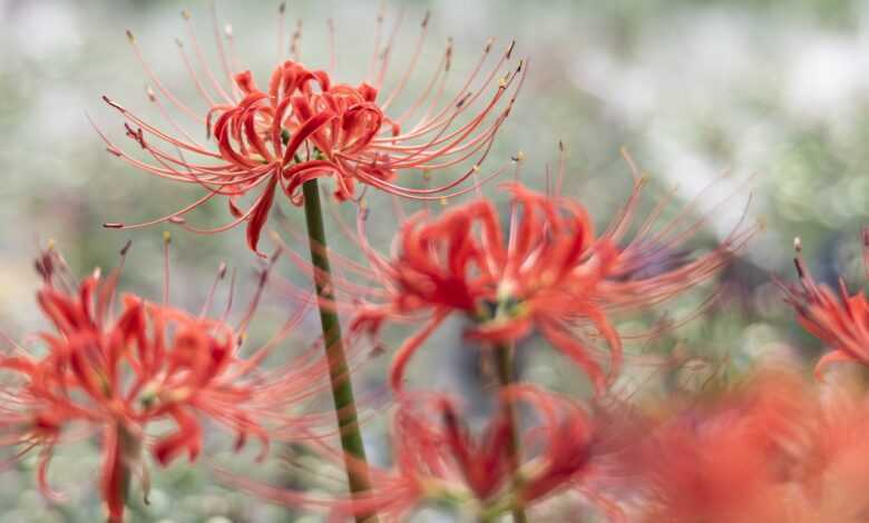 red spider lily, flowers, beautiful flowers