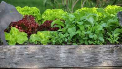 garden, salad, raised bed, nourishment, vegetables, meal, bio, gardening, food, plant, vegetarian, raised bed, raised bed, raised bed, nature, raised bed, raised bed