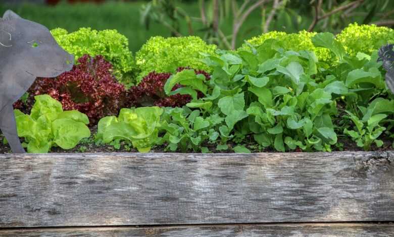 garden, salad, raised bed, nourishment, vegetables, meal, bio, gardening, food, plant, vegetarian, raised bed, raised bed, raised bed, nature, raised bed, raised bed