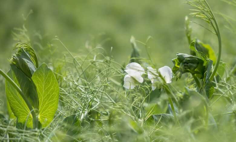 pea, pea blossom, pea leaves