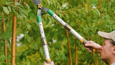 Gardener cutting branches of tree with secateurs