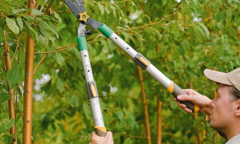 Gardener cutting branches of tree with secateurs