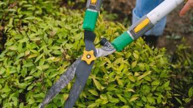 From above of unrecognizable gardener with pruner shear standing near green plant while working in agriculture field during seasonal work