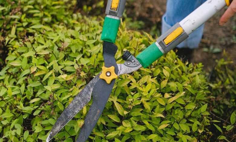 From above of unrecognizable gardener with pruner shear standing near green plant while working in agriculture field during seasonal work