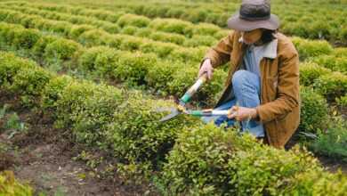 Side view of male gardener wearing hat squatting at green plant with pruner shear while cutting leaves of bush on plantation