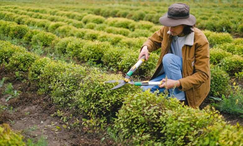 Side view of male gardener wearing hat squatting at green plant with pruner shear while cutting leaves of bush on plantation