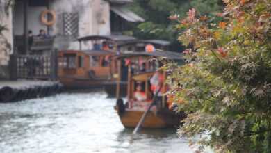 tree, leaves, boat, black awning boat, wupeng boat, river, nature, wuzhen, zhejiang, china