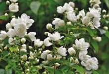 scent of jasmine, jasmin, ornamental shrub