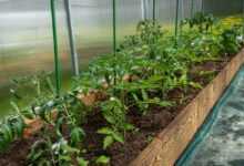 tomatoes, bloom, yellow, the flowers of tomatoes, foliage, greenhouse, vegetables, spring, nature, bush, village, garden, greenhouse, greenhouse, greenhouse, greenhouse, greenhouse