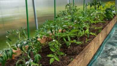 tomatoes, bloom, yellow, the flowers of tomatoes, foliage, greenhouse, vegetables, spring, nature, bush, village, garden, greenhouse, greenhouse, greenhouse, greenhouse, greenhouse