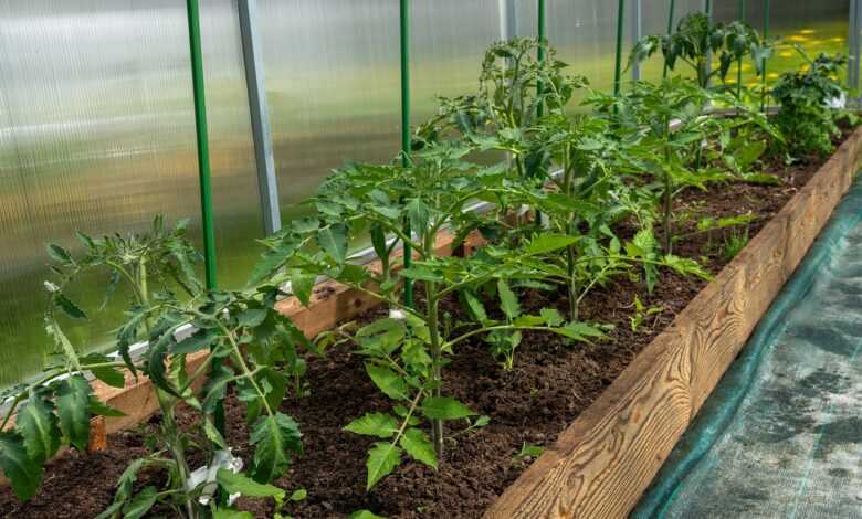tomatoes, bloom, yellow, the flowers of tomatoes, foliage, greenhouse, vegetables, spring, nature, bush, village, garden, greenhouse, greenhouse, greenhouse, greenhouse, greenhouse