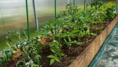 tomatoes, bloom, yellow