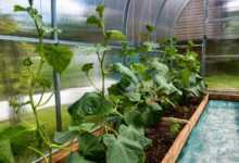 cucumbers, bloom, the flowers of cucumbers