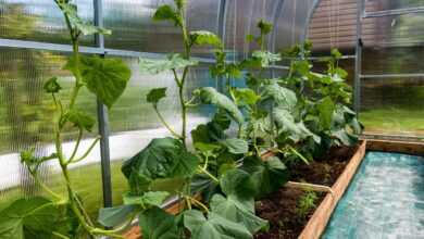 cucumbers, bloom, the flowers of cucumbers